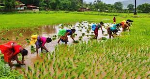 In Telangana 243 Farmers Committed Suicide, govt releases compensation of Rs.14.8 Crore. Telangan Farmers