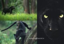 Shaaz Jung named the black panther Saya