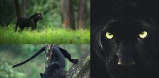 Shaaz Jung named the black panther Saya