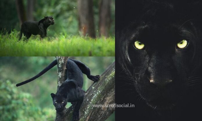 Shaaz Jung named the black panther Saya